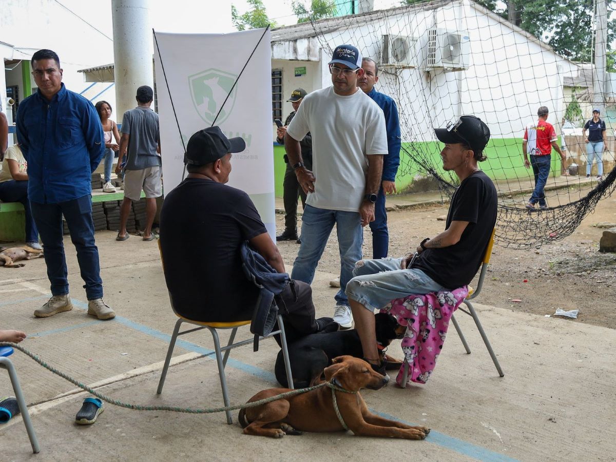 Son más de 5 mil animales en condición de calle