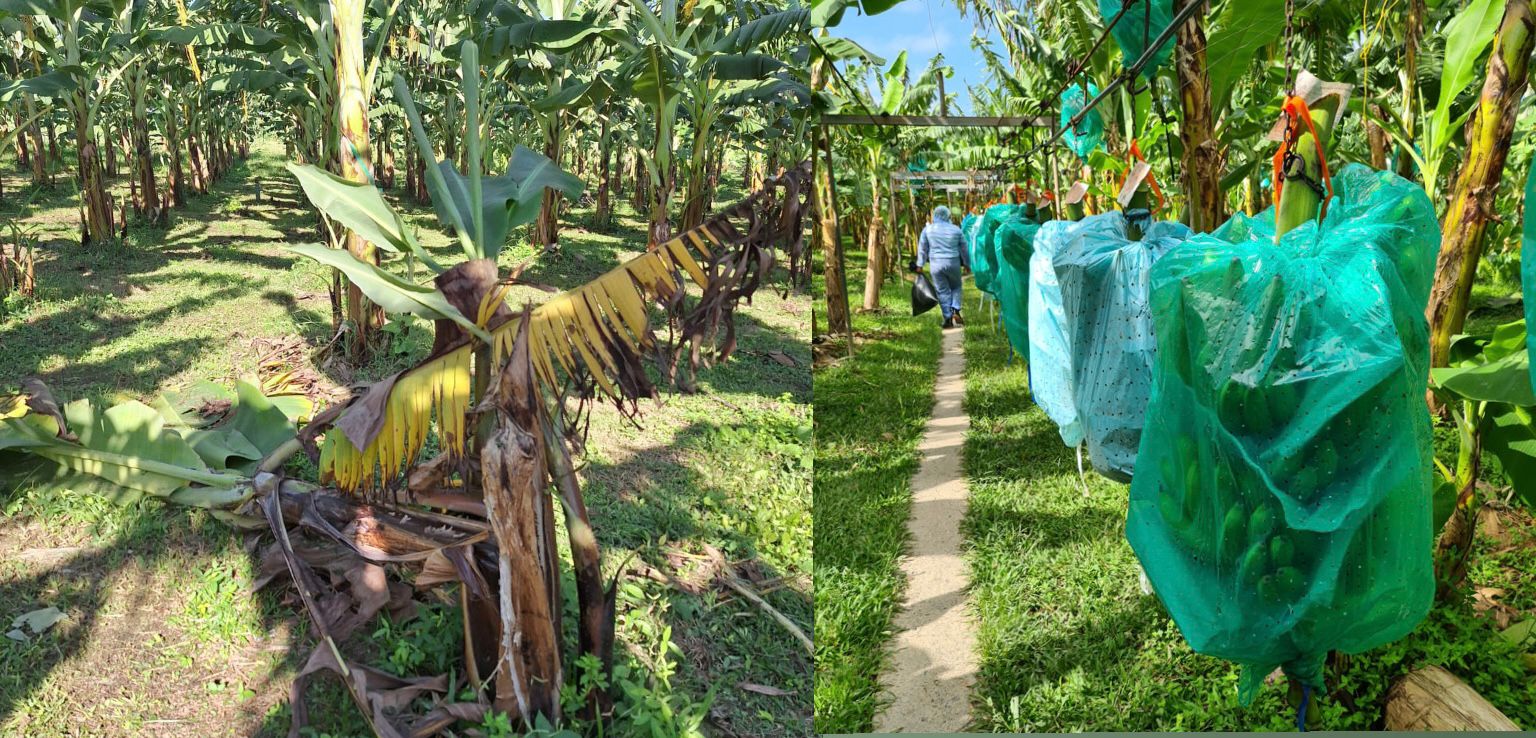 Intensifican la lucha contra brote de hongo asesino de cultivos de banano