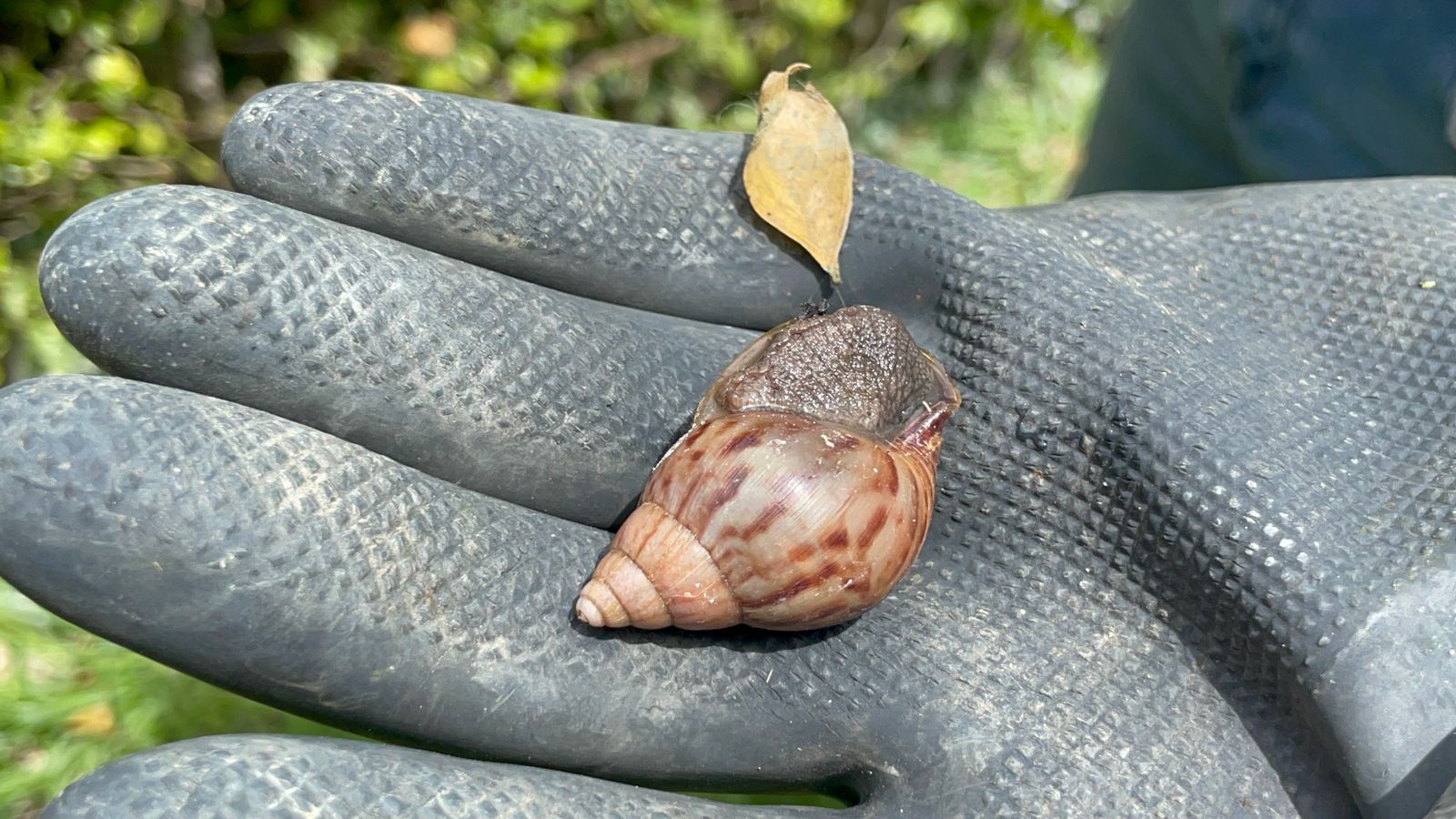Caracol Africano