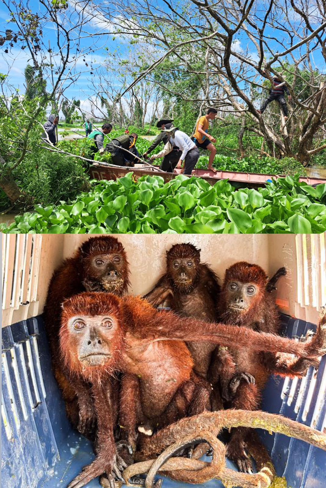 Autoridades ambientales rescatan fauna afectada por inundaciones en la Mojana