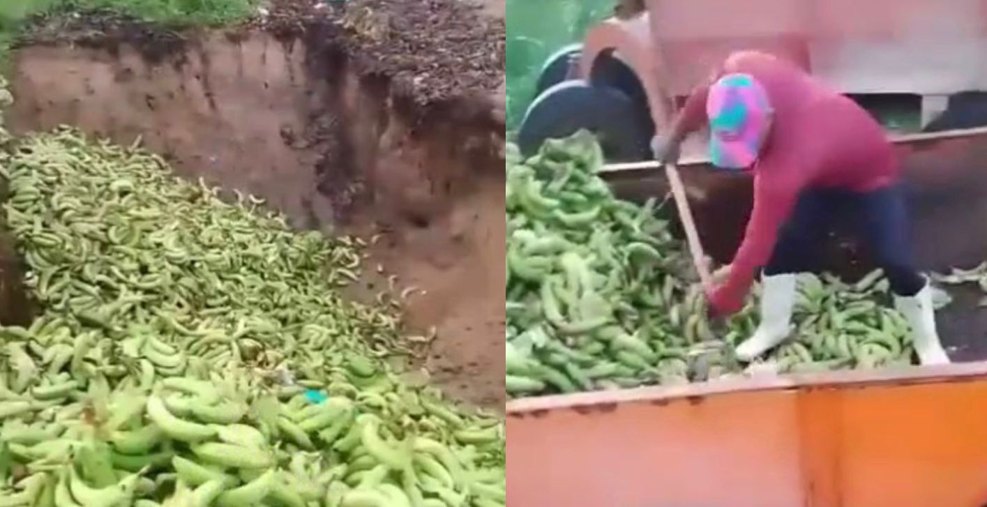 Botan gran cantidad de guineo verde que no estaría apto para exportación