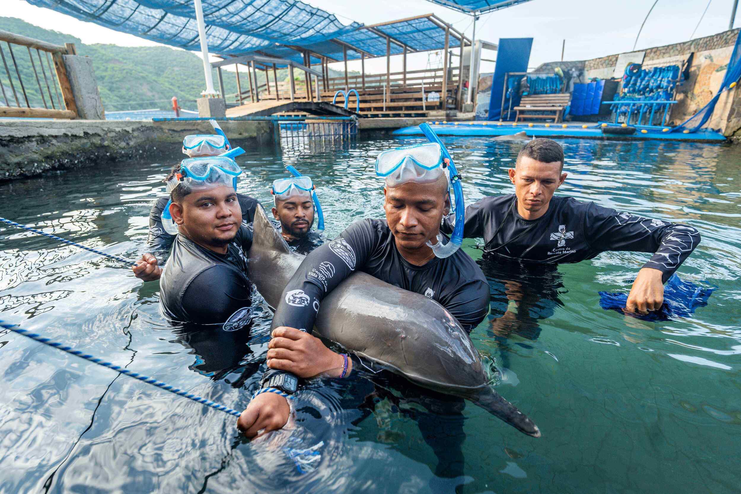 En Santa Marta regresan al mar 3 delfines de la especie Sotalia Guianensis