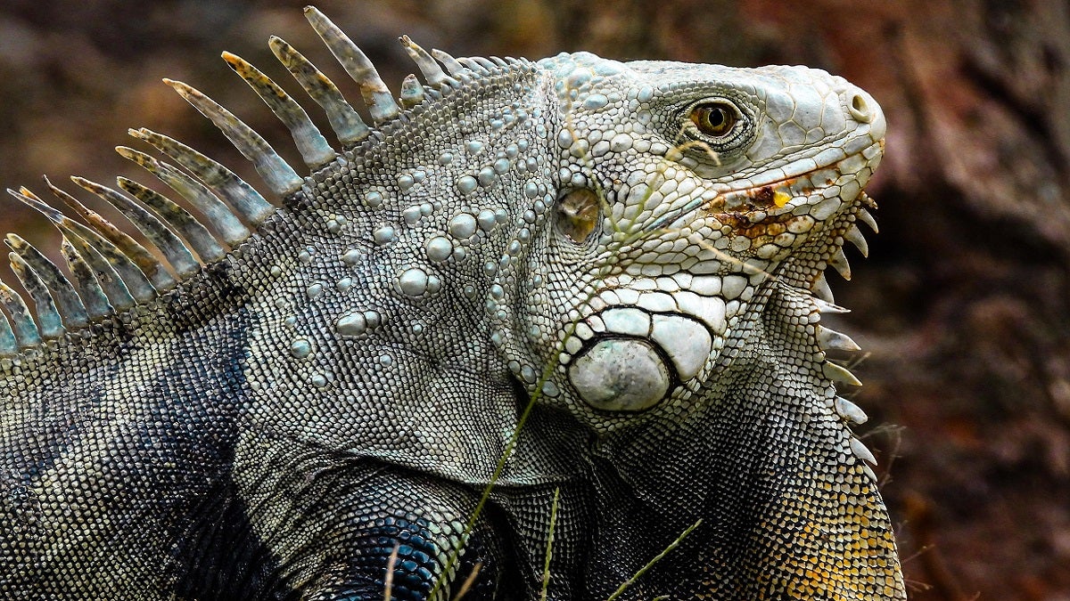 Iguanas en el Valle de Aburrá