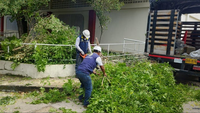 Intervienen árboles en Cartagena