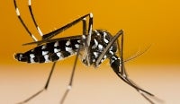 En Sucre se estaban presentando brotes en zonas donde el mosquito Aedes Egipty no tenía incidencia