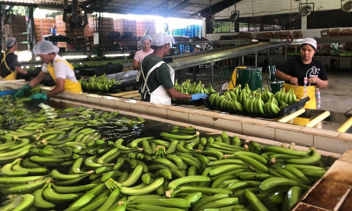 Los productores están contratando personal adicional para ponerse al día con las tareas pendientes y apoyar a las comercializadoras en la extracción y exportación de la fruta represada.