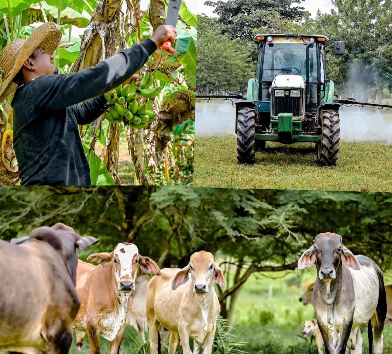 Cooperativas agrarias del Magdalena facturaron $160 millones en cuatro meses