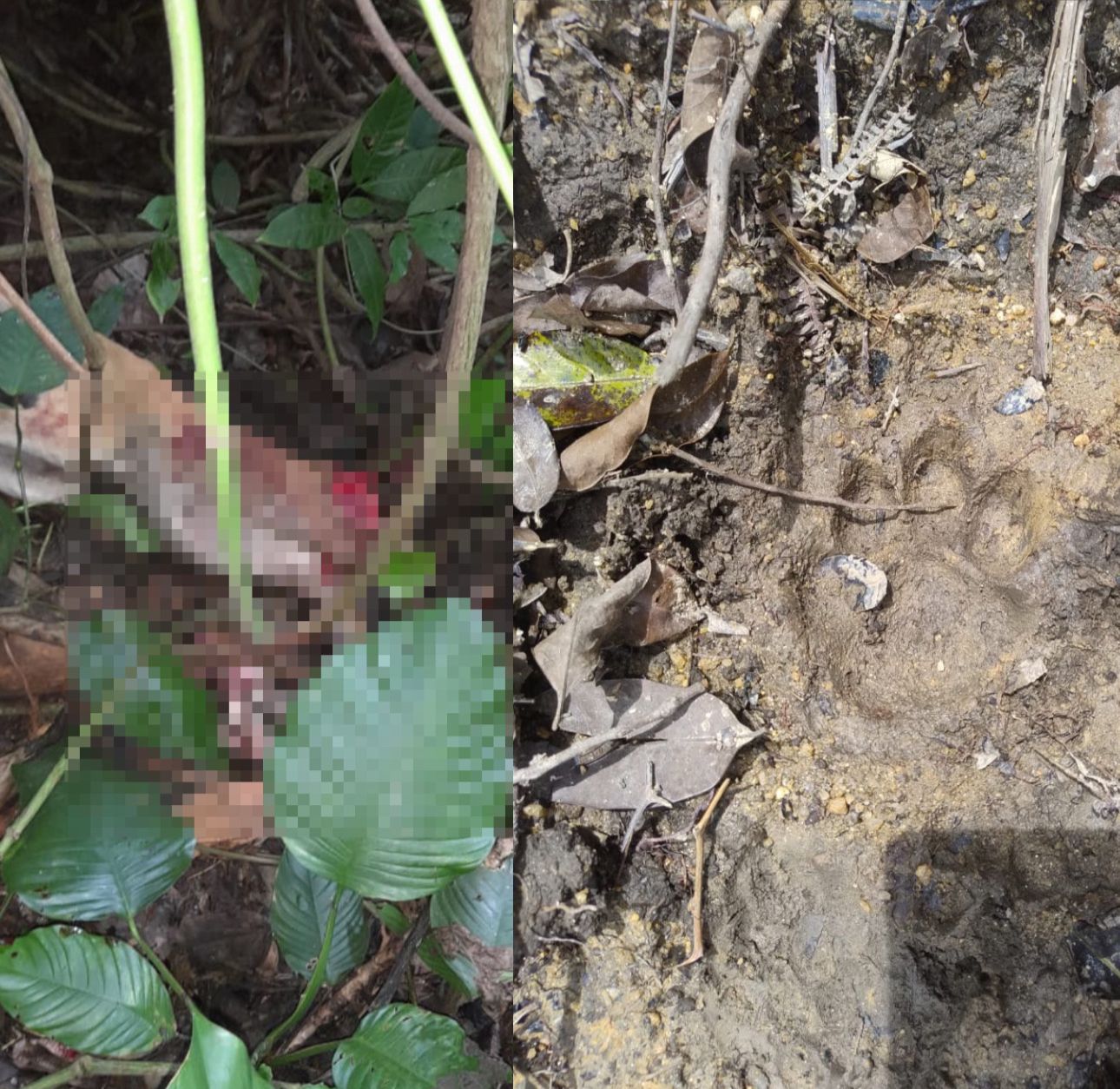 Habitantes de estribaciones de la Sierra Nevada denuncian que están en peligro por la presencia de felinos