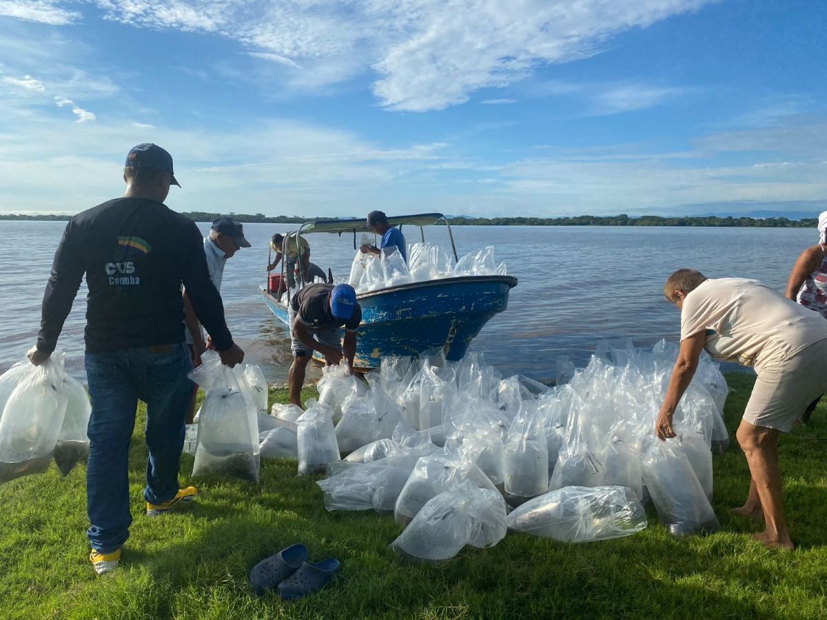 La ciénaga está ubicada en Lorica
