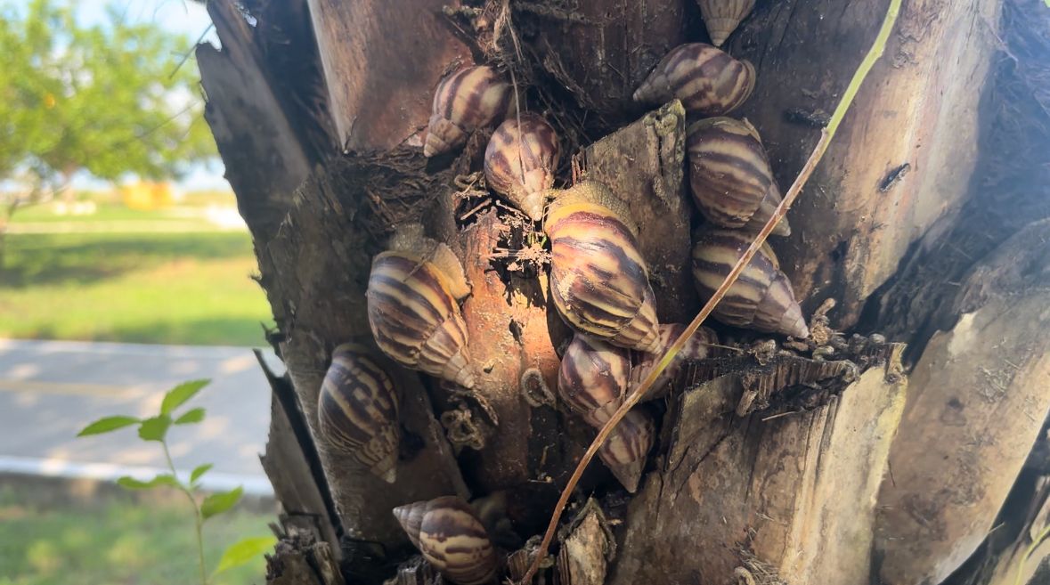 Cómo eliminar caracoles africanos