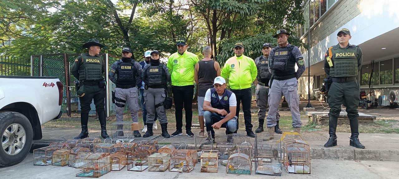 Decomisan aves de diversas especies en Cartagena