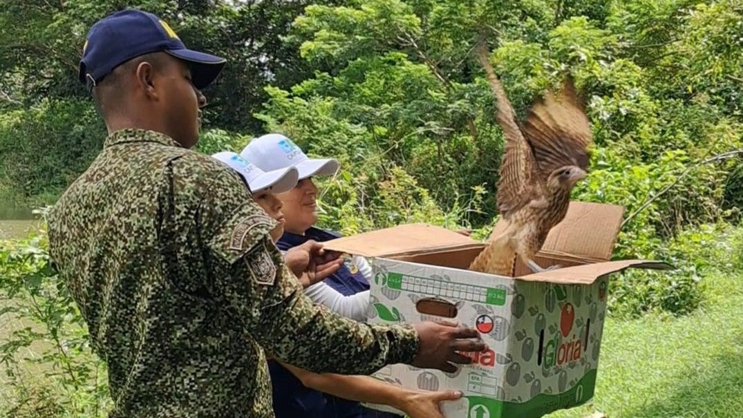 Liberación de animales silvestres en Cartagena