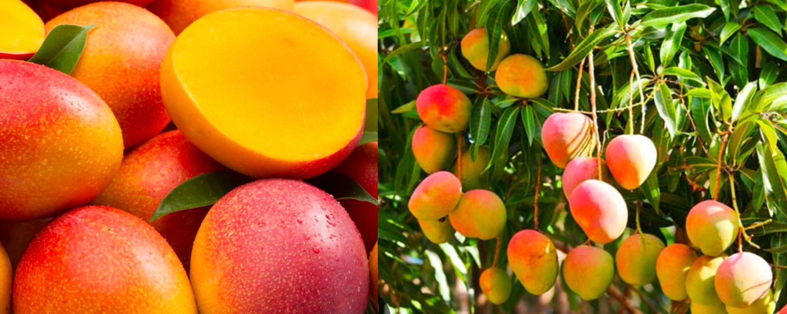 Santa Marta es la sede del 5to Congreso Nacional del Mango