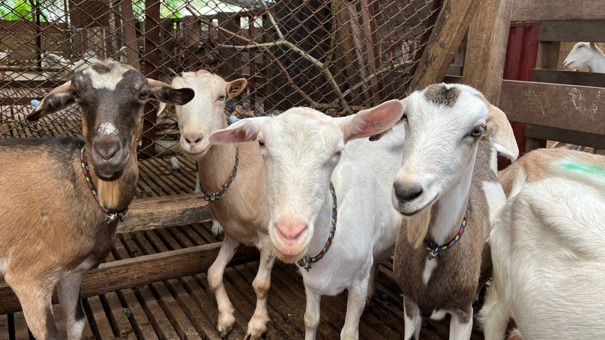 Magdalena cierra frontera con La Guajira por brote de ántrax