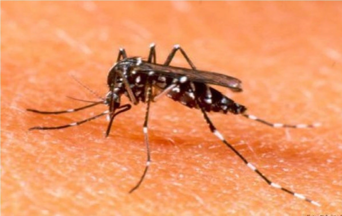 Dengue en Colombia 2024