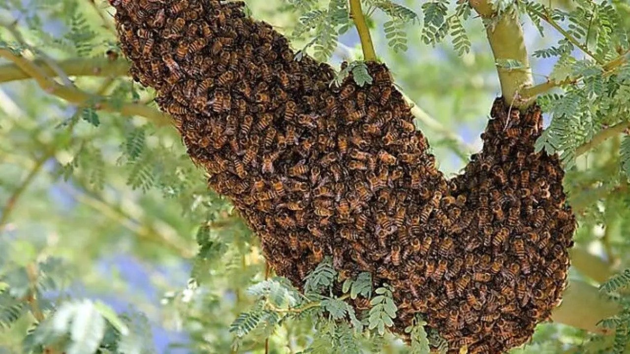 Abejas africanizadas