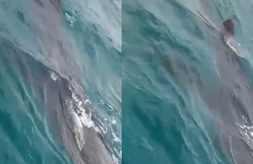 Tiburón ballena es considerado el pez más grande del mundo.