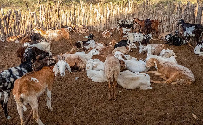 El brote puede causar la muerte en animales y en las personas.