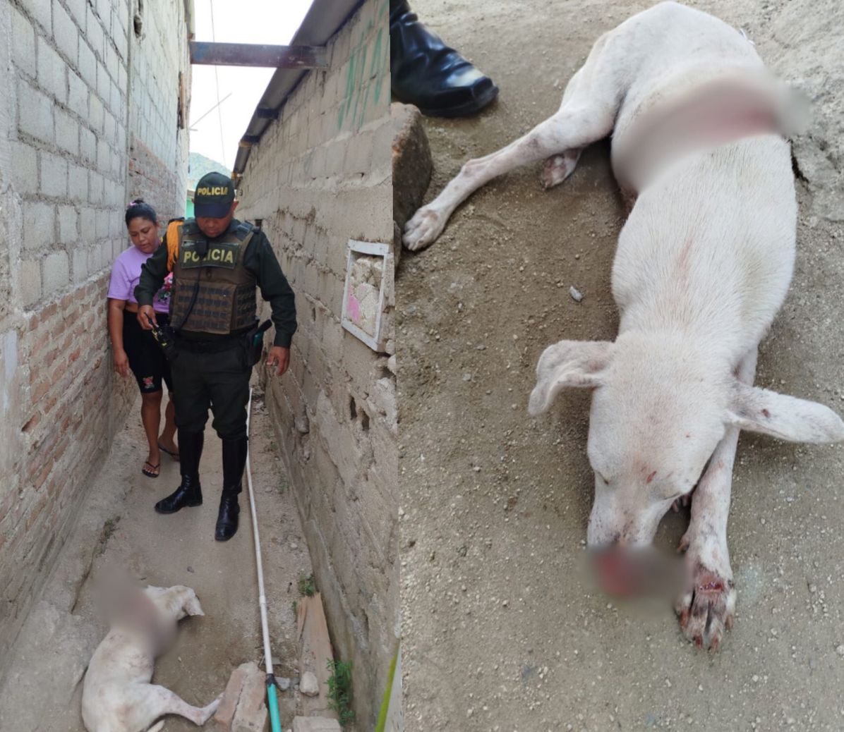 Policía rescata a perrita con grave signos de maltrato en Santa Marta
