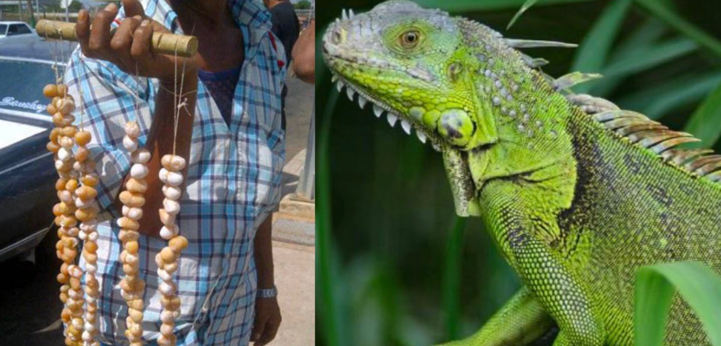 Corpamag lanza alerta ante intensificación de venta ilegal de huevos de iguana en Magdalena