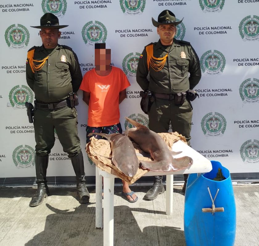 Capturado hombre en El Rodadero por traficar tiburones protegidos