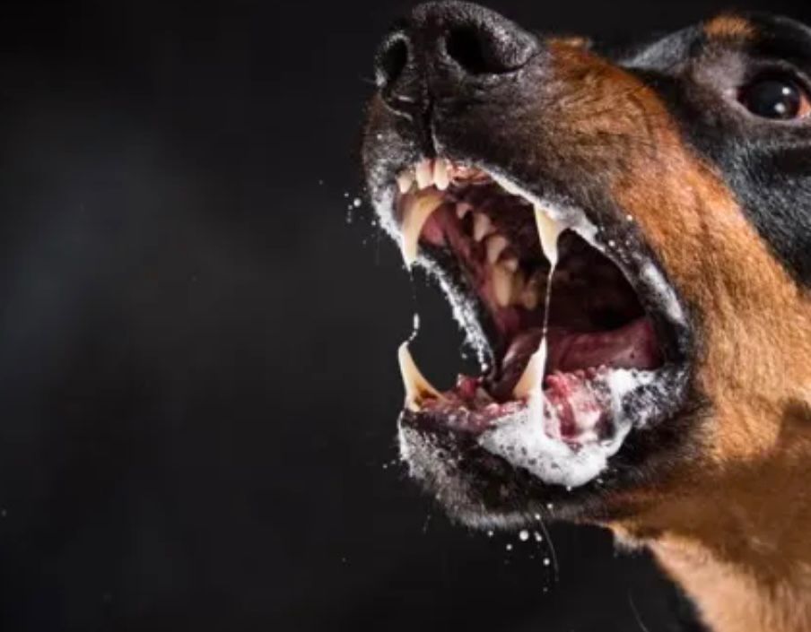 Refuerzan medidas en el Magdalena ante alerta por casos de rabia silvestre