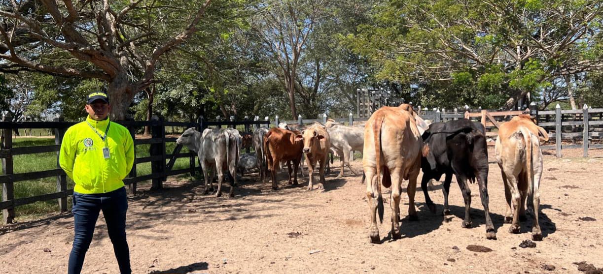 Recuperan 14 semovientes hurtados en una finca de Mompox gracias a la rápida acción de la Policía