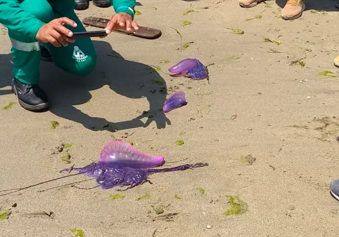 Autoridades restringen acceso al mar en El Rodadero por invasión de agua malas