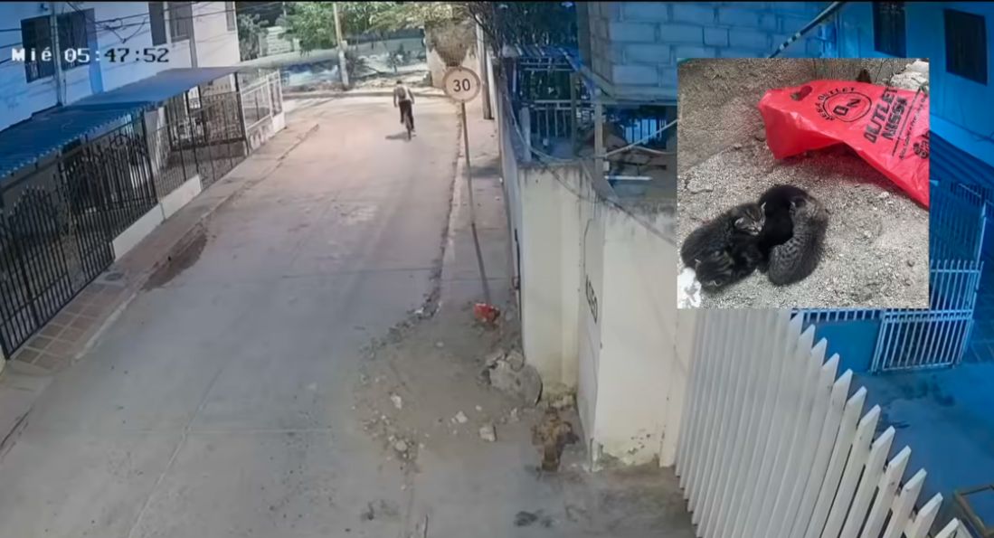 Repudio en Santa Marta por abandono de gatos recién nacidos arrojados a la calle desde una bicicleta
