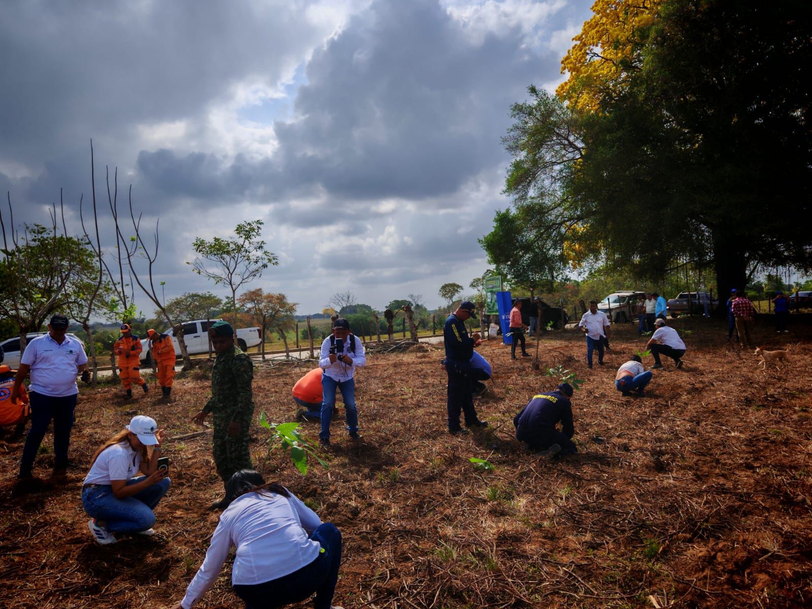 Arboles en Montelíbano