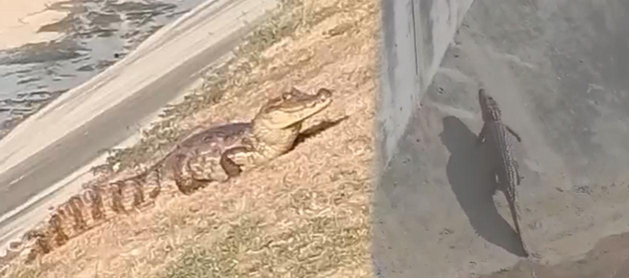 Babilla en Alameda del Río