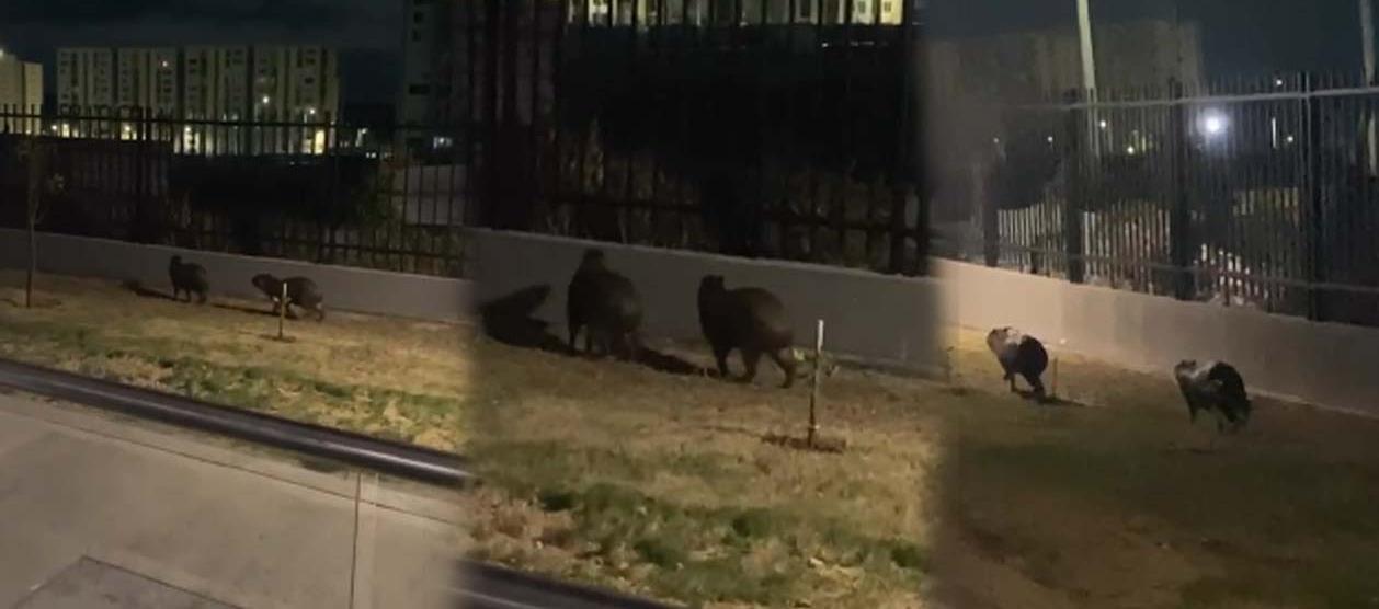 Chigüiros en Barranquilla