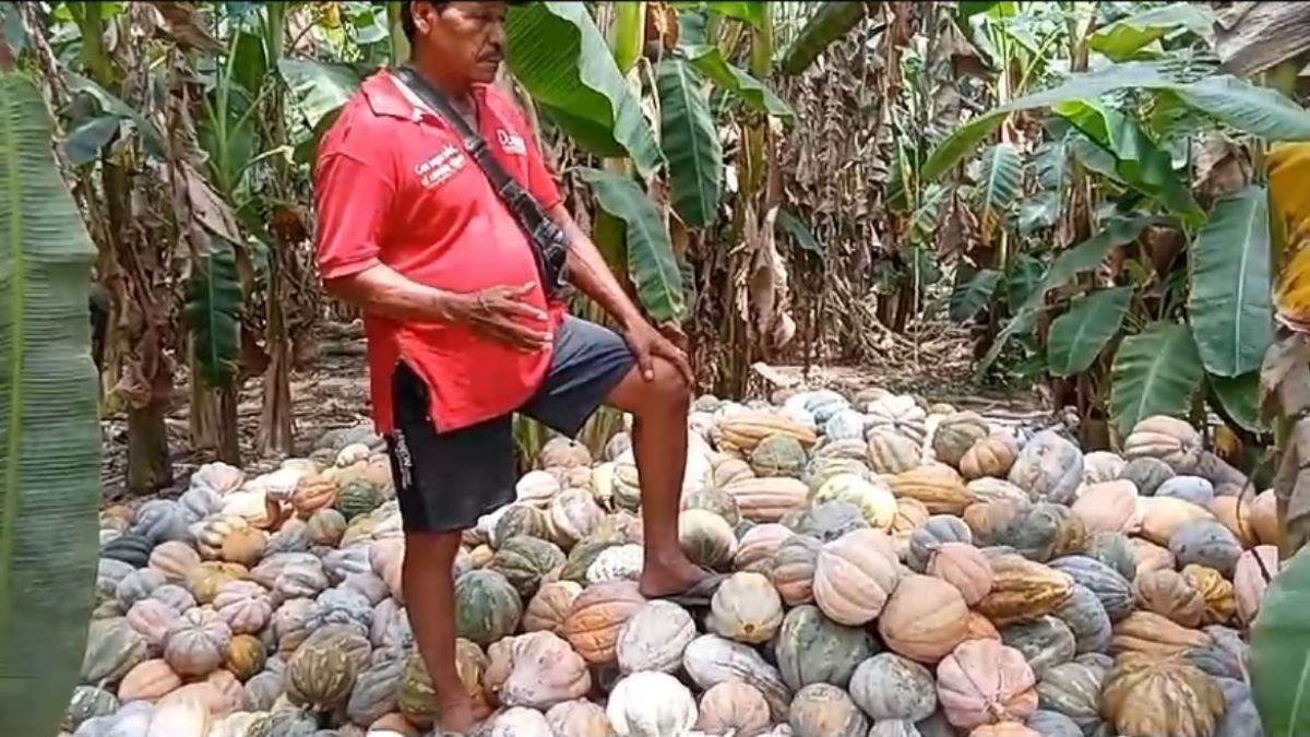 Pinillos, Bolívar. Riesgo ahuyama