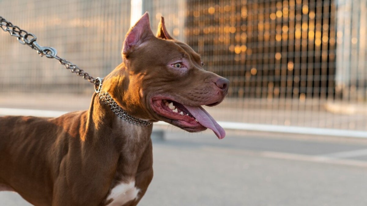 Referencia. Perro Pitbull