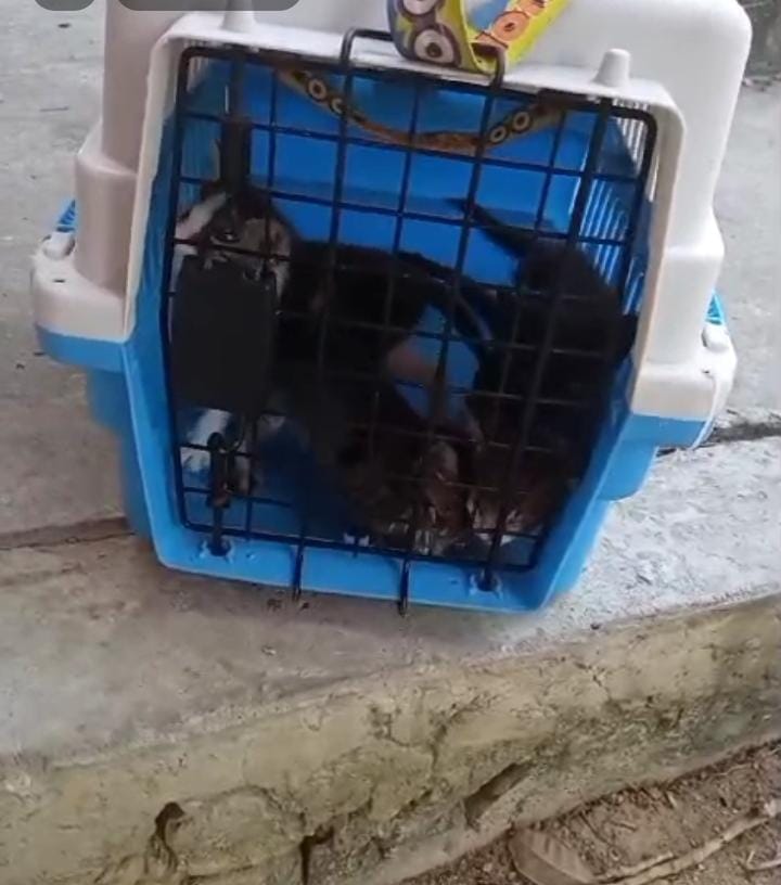 A diario se esterilizan entre 60 a 70 animales