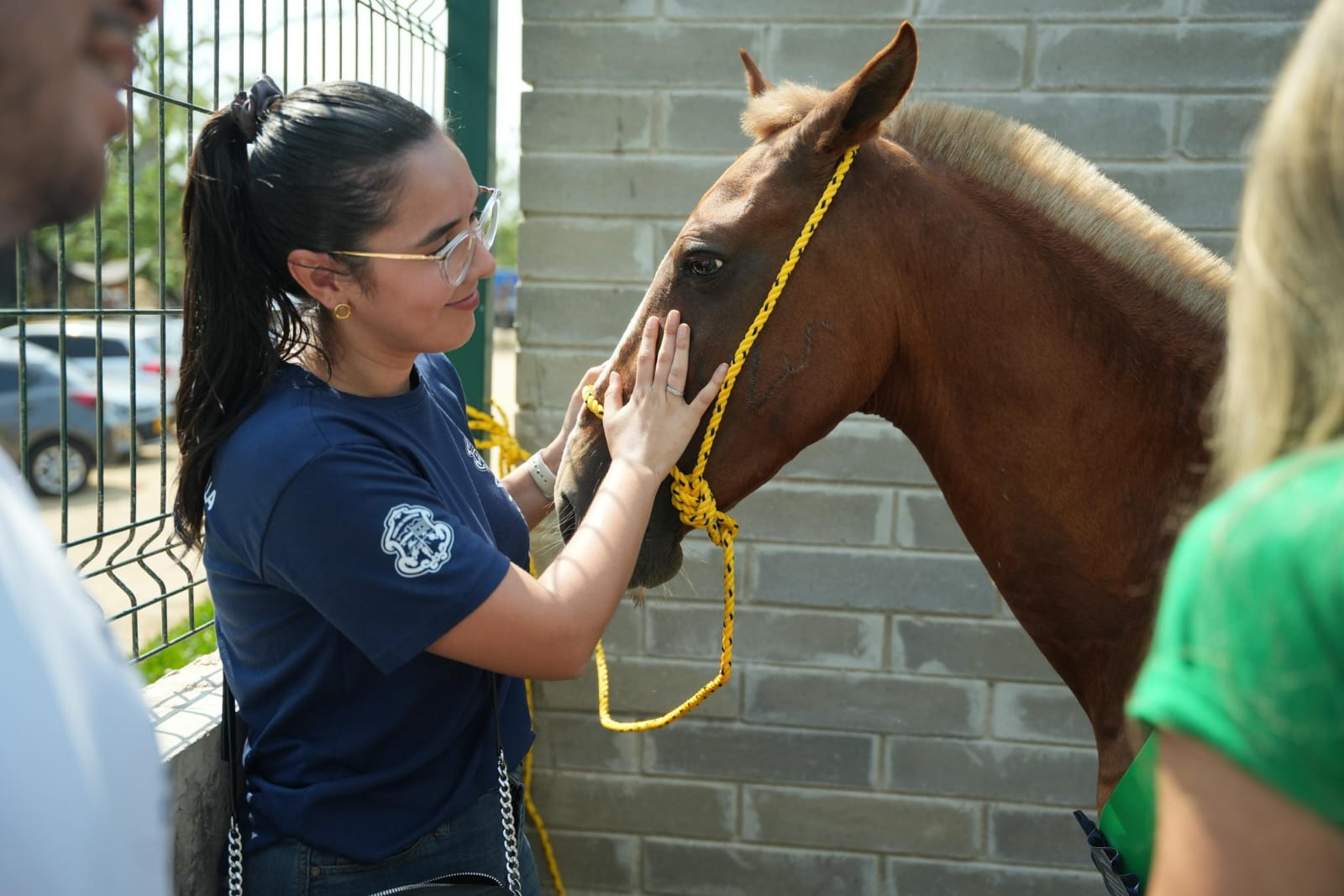El 80% de los animales eran sometidos a trabajos de carga pesada