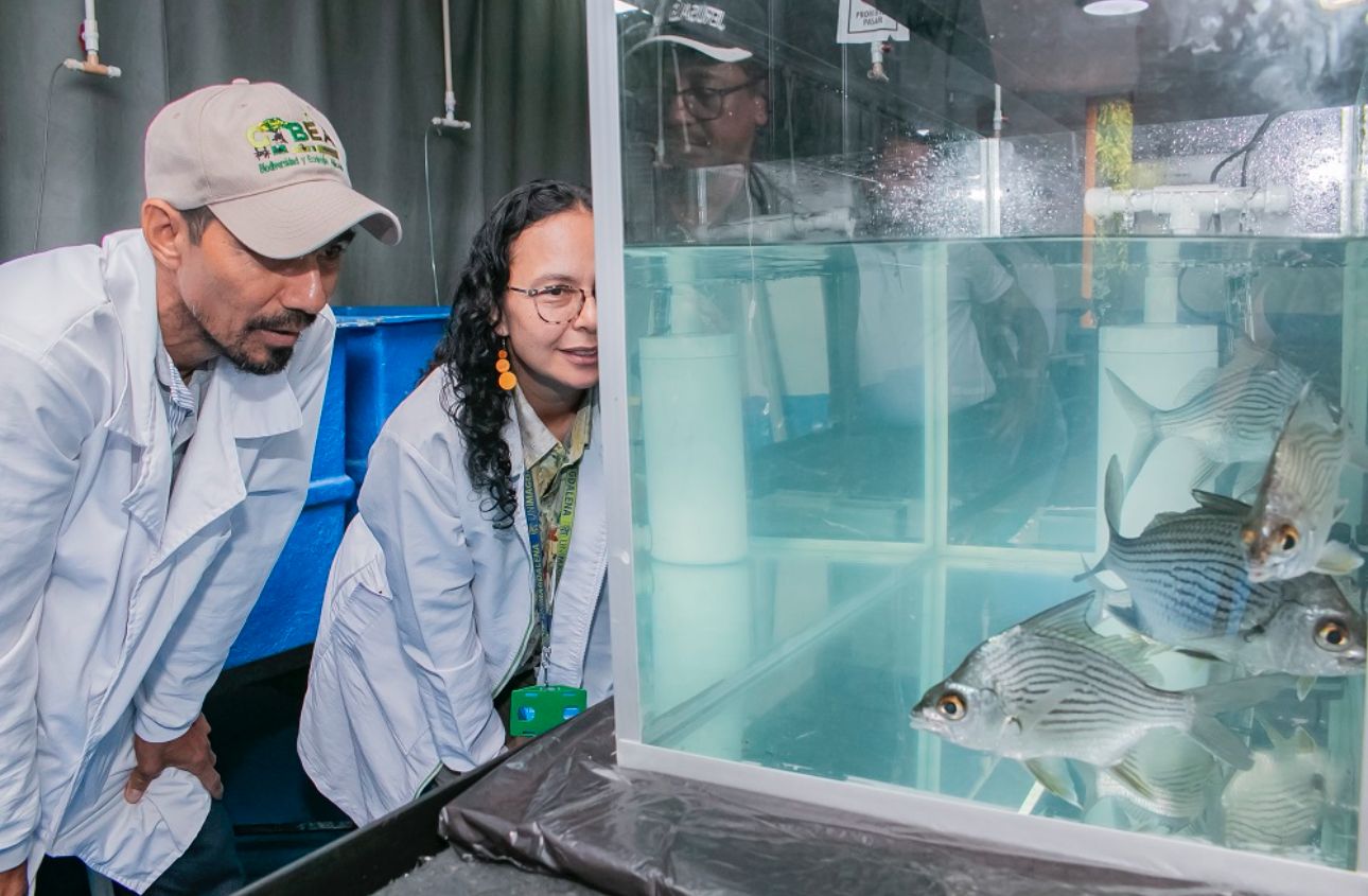 Investigación de la Universidad del Magdalena permite la primera reproducción en laboratorio de la mojarra rayada