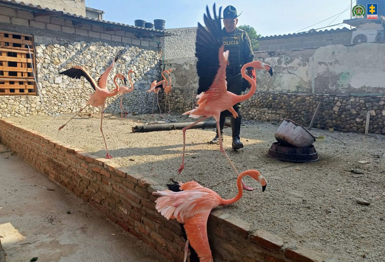 Judicializado hombre que mantenía cautivas especies exóticas en un hotel de Santa Marta