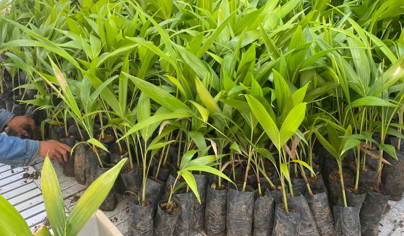 Palmas sostenibles para el Domingo de Ramos