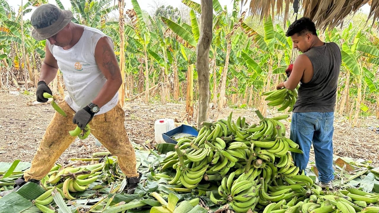 Este cultivo prevalece en la zona costera