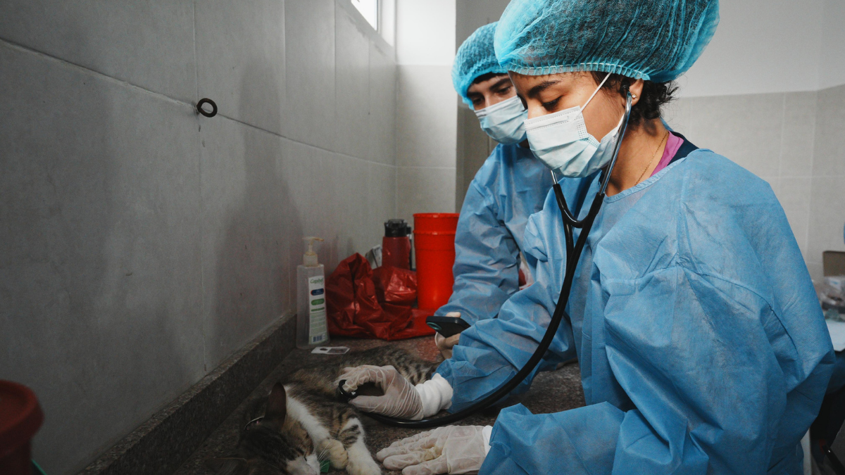 Centro de Bienestar Animal