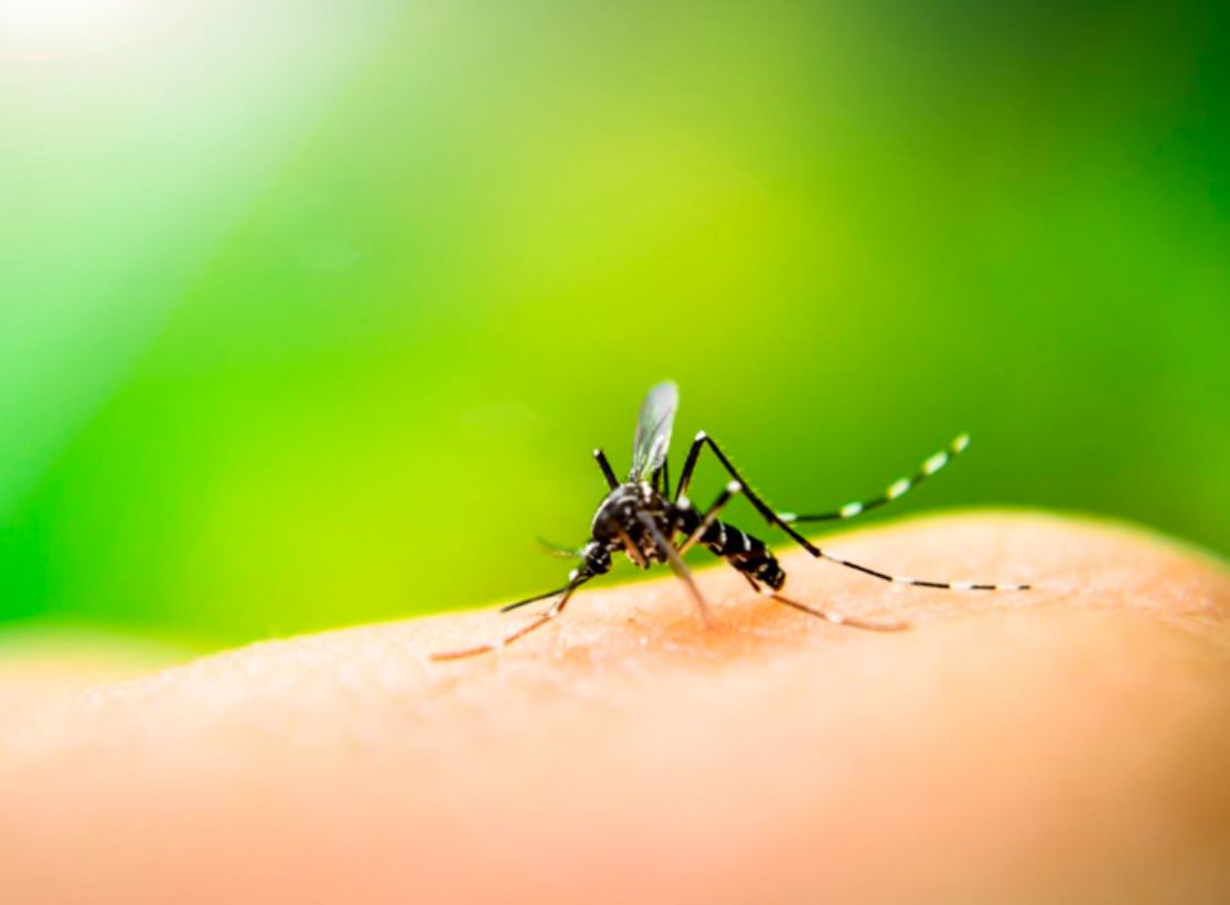 Aumentan a 203 los casos de dengue en Santa Marta