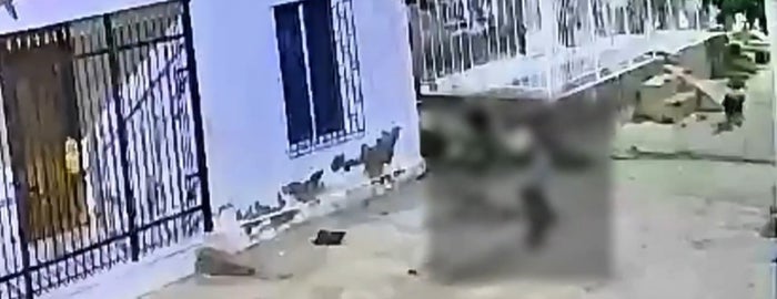 Jovenes agreden a perros en Cartagena