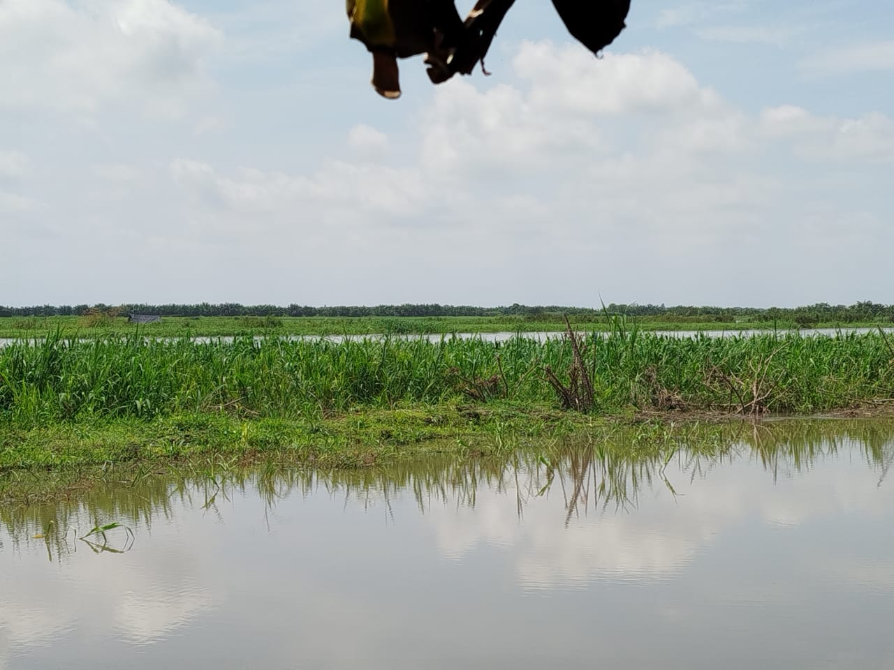 Cultivos inundados en el Atlántico