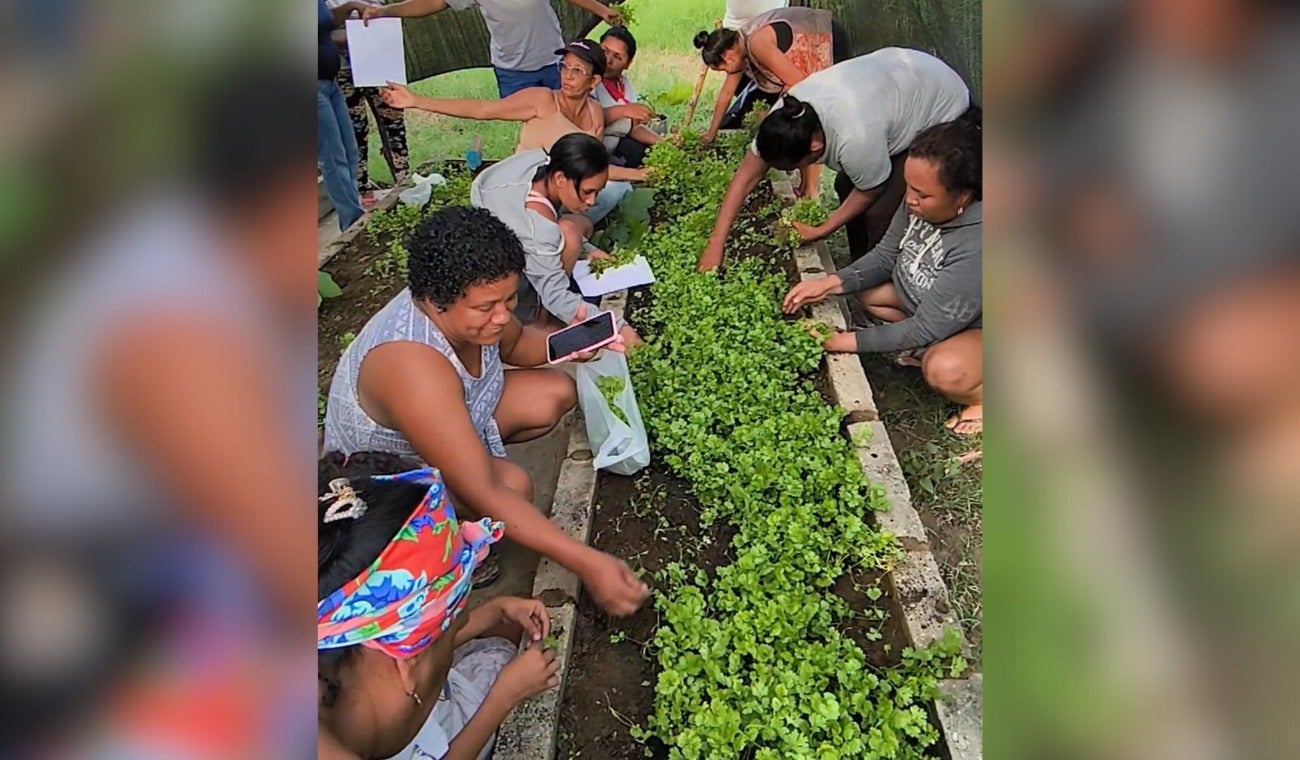Huertas caseras florecen en Cerro de San Antonio como símbolo de autonomía y esperanza para mujeres cabeza de hogar