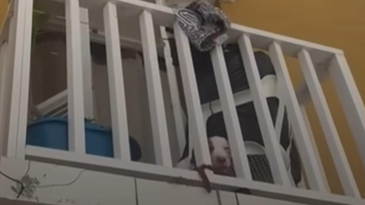 Presunto abandono de cachorra en conjunto residencial del Centro Histórico