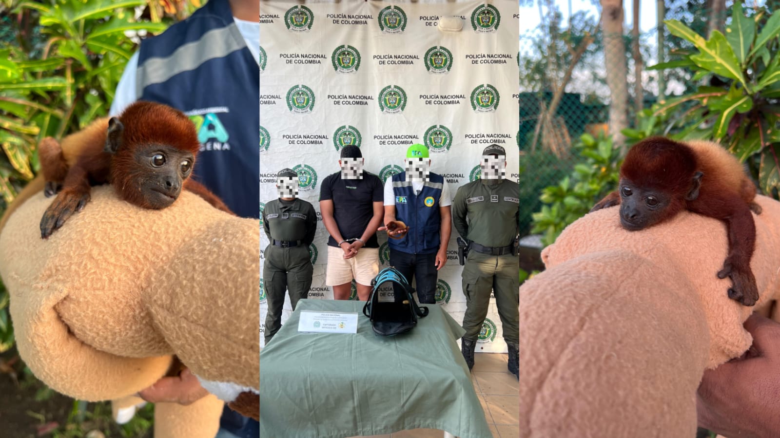 Rescatan a cría de mono aullador en Cartagena