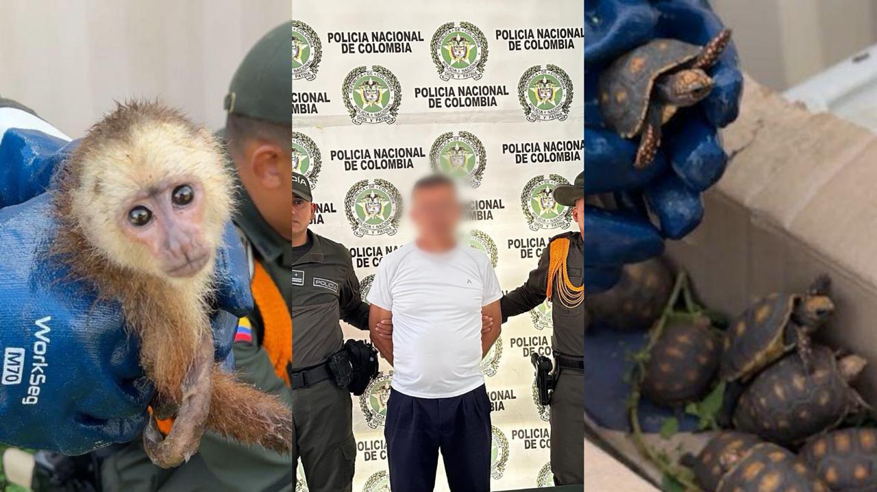 Rescatan 53 animales transportados ilegalmente en Magangué Jul 03