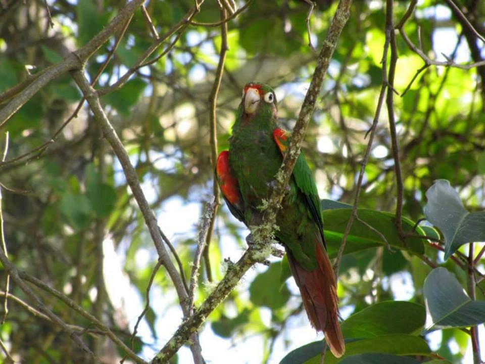 Instalan 80 nidos artificiales en la Sierra Nevada para salvar de la extinción a la lora serrana