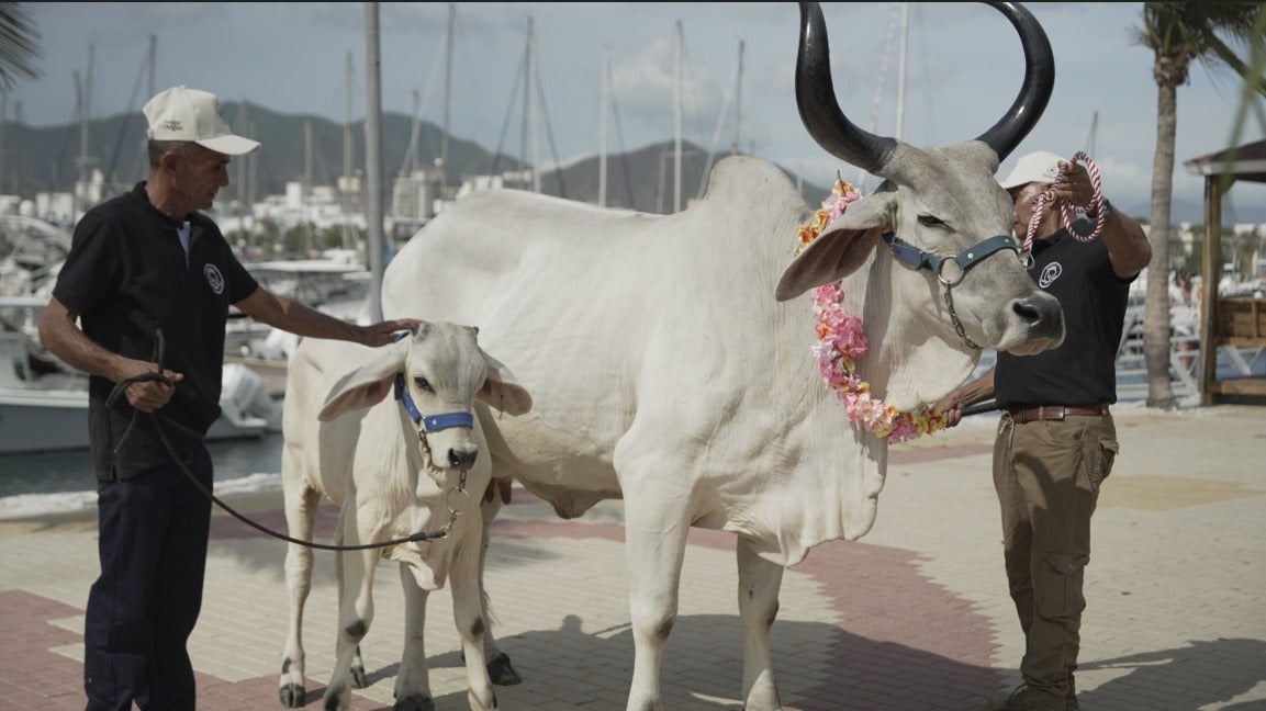 En sus 500 años, Santa Marta marca un hito como escenario del primer remate ganadero frente al mar